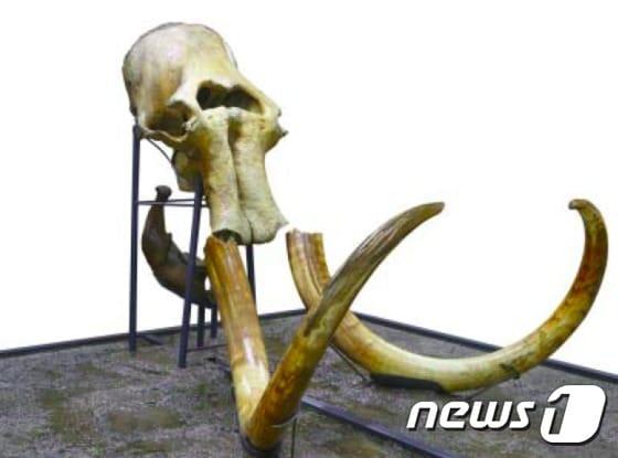 본문 이미지 - 매머드 표본 중앙전시대(문화재청 제공)