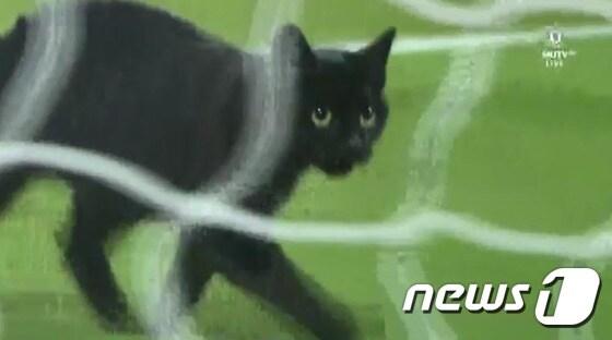 본문 이미지 - 17일 열린 2016-17 EPL 8라운드 리버풀과 맨체스터 유나이티드 경기 전 그라운드에 들어온 고양이.(사진 MUTV 영상 캡처)ⓒ News1