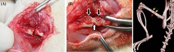 본문 이미지 - 실크잉크로 만든 뼈 고정판을 동물에 주입한 모습. (농촌진흥청 제공) ⓒ News1