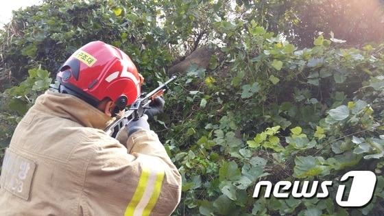 본문 이미지 - 소방대원이 마취총을 쏘고 있다.(사진은 기사 내용과 무관함) / 뉴스1 ⓒ News1