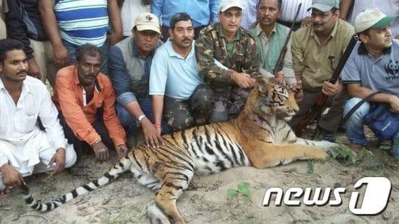 본문 이미지 - 인도 주민들이 사살된 '식인 호랑이' 앞에 앉아있다. ⓒ News1