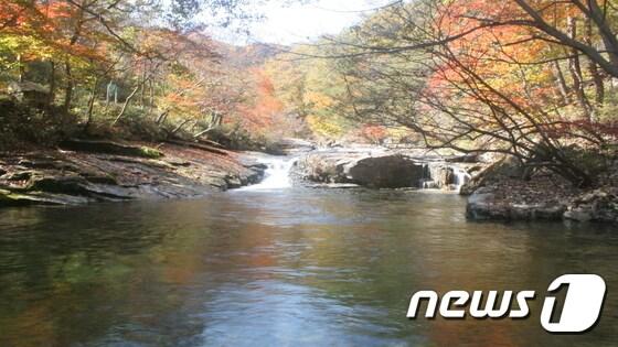 본문 이미지 - 전북 진안군 정천면 운장산자연휴양림 갈거계곡에 가을이 찾아왔다. 맑은 물과 어우러진 갈거계곡의 오색 단풍은 11월10일까지가 절정이다.(운장산휴양림제공)2016.10.24/뉴스1 ⓒ News1 김동규 기자
