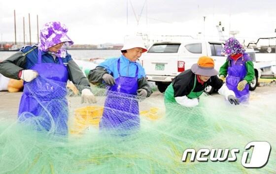 본문 이미지 - 25일 오후 제주 한림항에서 (왼쪽에서 두 번째) 해녀 경력 55년차 홍경자씨(67·여·제주 한수리)가 동료 해녀들과 함께 물질 대신 그물에 걸린 생선을 떼어내는 작업을 하고 있다.2016.10.25./뉴스1 ⓒ News1 오미란 기자