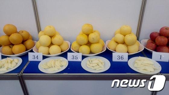 본문 이미지 - 전국 배·사과 품평회에 출품된 울산배 '황금실록'. ⓒ News1