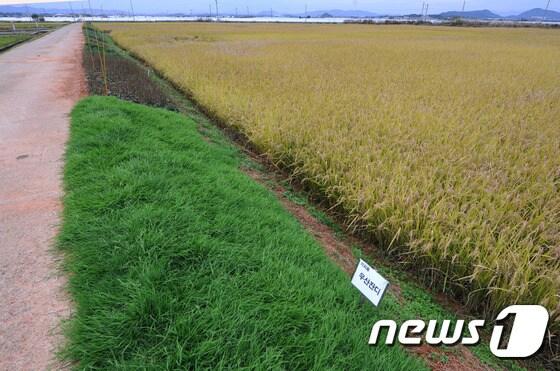 본문 이미지 - 우산잔디를 식대한 논두렁. ⓒ News1