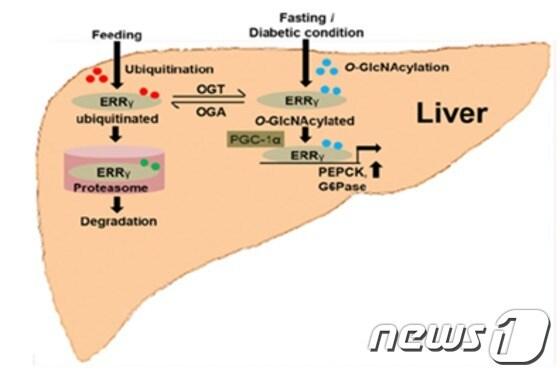 본문 이미지 - ERR&gamma;단백질의 당 수식화 조절 모식도. ⓒ News1