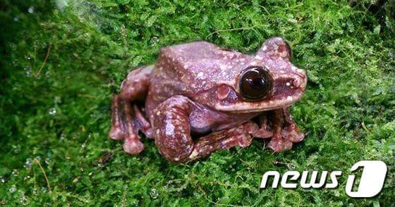 본문 이미지 - 랩스 프린지 림드 청개구리(Rabbs' Fringe-limbed Treefrog·학명 Ecnomiohyla rabborum) ⓒ News1