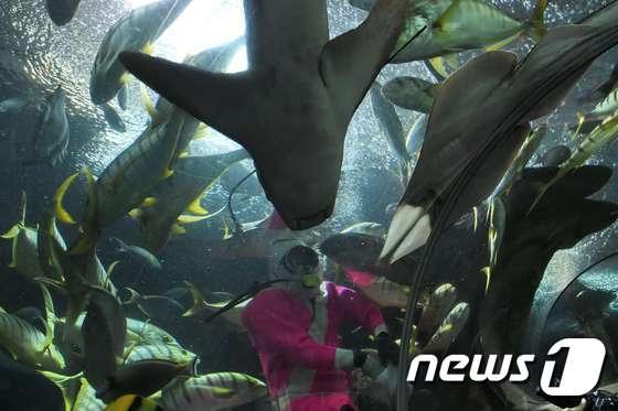 본문 이미지 - 싱가포르 해양수족관 '언더워터월드' 수족관 속에 다이버가 들어가 있다. (자료사진) ⓒ AFP=뉴스1