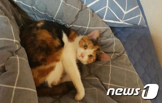 본문 이미지 - 도레. ⓒ News1