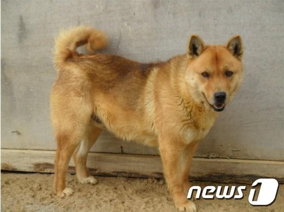 본문 이미지 - 진돗개 용이가 늠름한 자태를 뽐내고 있다..  ⓒ News1