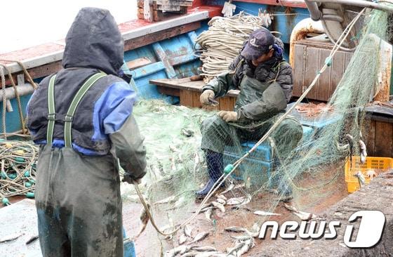본문 이미지 - 어업인이 그물로 잡은 고기를 빼내고 있다.  ⓒ 뉴스1 고재교 기자