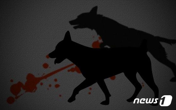 본문 이미지 - ⓒ News1 DB