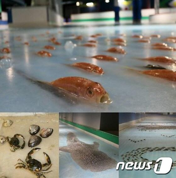 본문 이미지 - 일본 후쿠오카현 소재 테마파크 '스페이스월드'가 지난 12일 물고기 5000여마리를 얼음 넣고 얼린 아이스링크를 개장했다가 여론의 비난이 커지자 27일 운영을 중단했다. 사진은 스페이스월드가 스케이트장 개장에 앞서 페이스북에 공개했던 스케이트장 조성 과정. (스페이스월드 제공) ⓒ News1