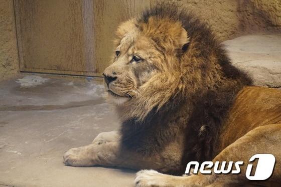 본문 이미지 - 대전아쿠아리움 체험관의 아프리카사자. (사진 최혁준) ⓒ News1