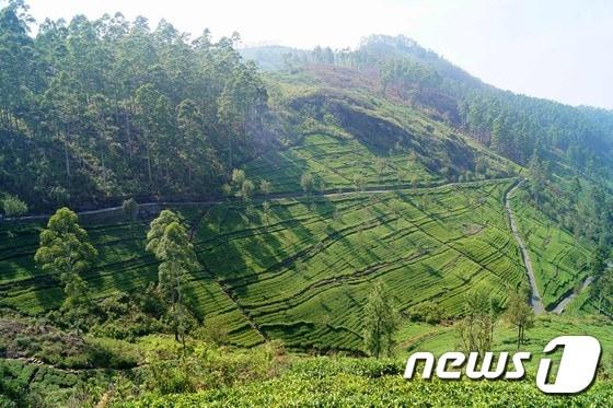 본문 이미지 - 스리랑카 하푸탈레에 있는 차밭 풍경 ⓒ 최종일 기자=News1
