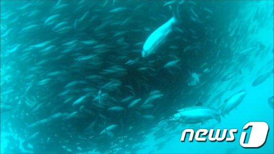 본문 이미지 -  양식중인 연어 수중촬영 장면. (해양수산부 제공) ⓒ News1