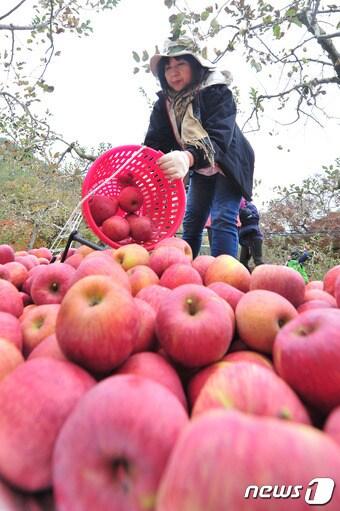 본문 이미지 - 뉴스1 자료 ⓒ News1 최창호 기자