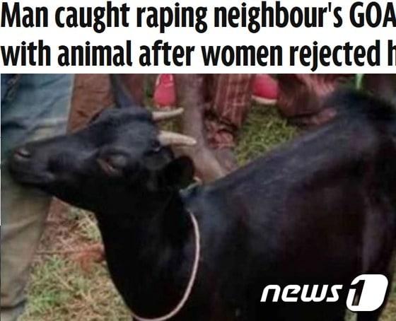 본문 이미지 - 5일 아프리카 케냐에서 여성에 집적대다 거절당한 남성이 염소를 수간해 경찰에 체포됐다.(사진 미러 캡처)ⓒ News1