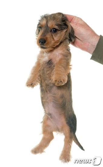 본문 이미지 - 반려견이 두 발로 서는 건 관절 건강에 좋지 않다. (사진 이미지투데이) ⓒ News1