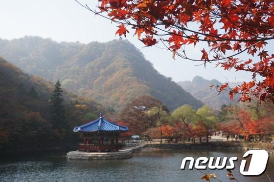 본문 이미지 - 내장산국립공원 내  우화정.2016.11.08 ⓒ 뉴스1