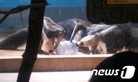 본문 이미지 - 생수통에 넣은 계란을 먹으려고 시도하는 큰개미핥기. (사진 최혁준) ⓒ News1