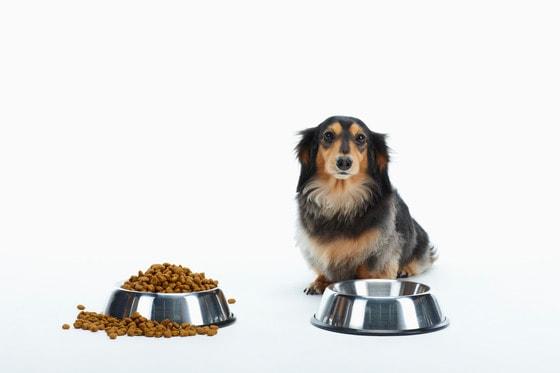 본문 이미지 - 사료 먹는 반려견. (사진 이미지투데이) ⓒ News1