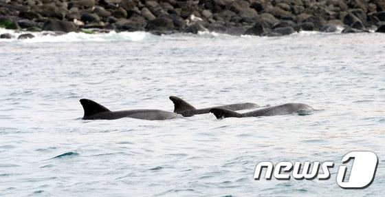본문 이미지 - 남방큰돌고래(자료사진)/뉴스1