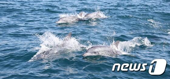 본문 이미지 - 제주 서귀포시 대정읍 앞바다에서 남방큰돌고래가 헤엄치고 있다(자료사진)/뉴스1 