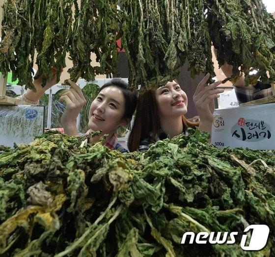 본문 이미지 - 롯데마트 모델들이 26일 서울 중구 롯데마트 서울역점에서 강원도 양구의 펀치볼(양구군 해안면에 위치한 해안분지 지역)에서 수확한 부드러운 식감의 햇시래기를 선보이고 있다.  2016.12.26/뉴스1 ⓒ News1 오대일 기자