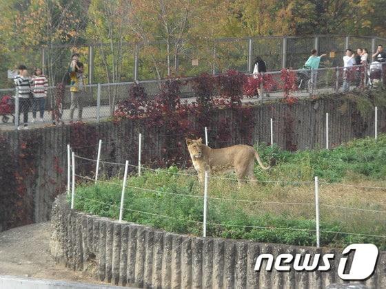 본문 이미지 - 사자는 서식 범위에 따라 유전적으로 구분된 8개 아종으로 분화되어 있지만 세계최대의 동물원 네트워크인 '국제종정보시스템'(International Species Information System, ISIS)에 따르면 등록된 동물원 사자 중 77%에 해당하는 숫자가 아종 여부가 불분명한 개체들이다. 국내의 경우, 아종 단위까지 확실히 구분되어 있는 개체는 단 한 마리도 존재하지 않는다. (사진 최혁준) ⓒ News1