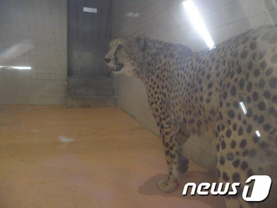 본문 이미지 - 동물원 우리 안에 갇힌 치타. (사진 최혁준) ⓒ News1