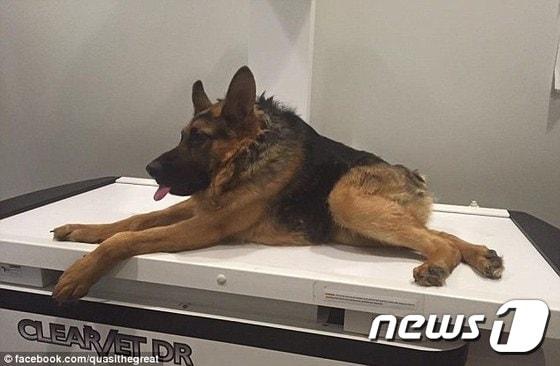 본문 이미지 - 영국 일간 데일리메일 등 외신들은 선천적인 척추 기형으로 태어나 주인에게 버림받은 '콰지모도'가 세계적인 '인기 스타견'으로 떠올랐다고 보도했다.(사진 데일리메일 관련 기사 캡처)ⓒ News1