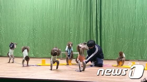 본문 이미지 - 원숭이학교는 원숭이해를 맞아 일본원숭이 18마리를 부안에서 일산으로 옮겨와 지난해 12월 22일부터 다음달 1일까지 경기도 고양 국제 꽃박람회 전시관에서 스페셜 공연을 열고 있다.(사진 동물자유연대 홈피 캡처)ⓒ News1