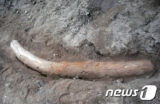 본문 이미지 - 파키스탄 중부 펀자브주에서 발견된 110만년된 스테고돈 상아 화석. ⓒ AFP=뉴스1