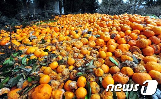 본문 이미지 - 제주 서귀포시 신례리 한 공터에 폭설로 인해 피해가 발생한 감귤이 버려져 있다. 이석형 기자