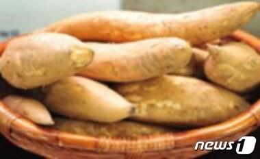 본문 이미지 - 야콘. ⓒ News1