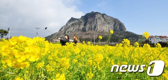 본문 이미지 - 지난 23일 제주 서귀포시 안덕면 한 유채꽃밭에서 관광객들이 즐거운 한 때를 보내고 있다.ⓒ News1 이석형 기자