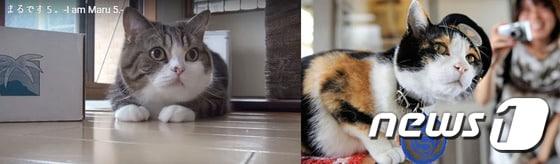 본문 이미지 - 영국 BBC 등 외신들은 22일 '고양이의 날' 30주년을 기념하는 일본의 애묘인들의 모습을 22일(현지시간) 보도했다.  고양이 스타 '마루'(왼쪽)와 고양이 역장 '타마'ⓒ News1