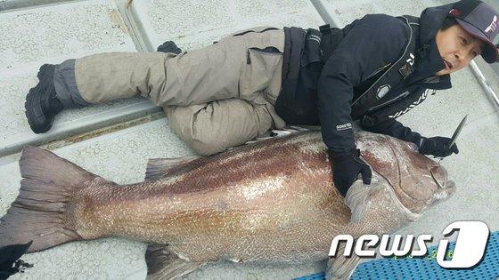 본문 이미지 - 전남 완도에서 잡힌120㎏ 초대형 '돗돔'(완도군 제공)2016.2.24/뉴스1 ⓒ News1