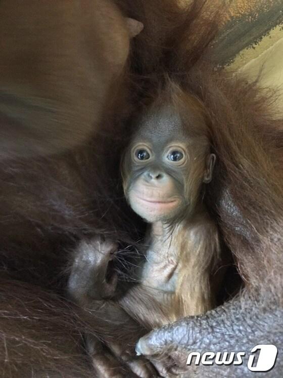 본문 이미지 - 사진제공=테마동물원쥬쥬 ⓒ News1