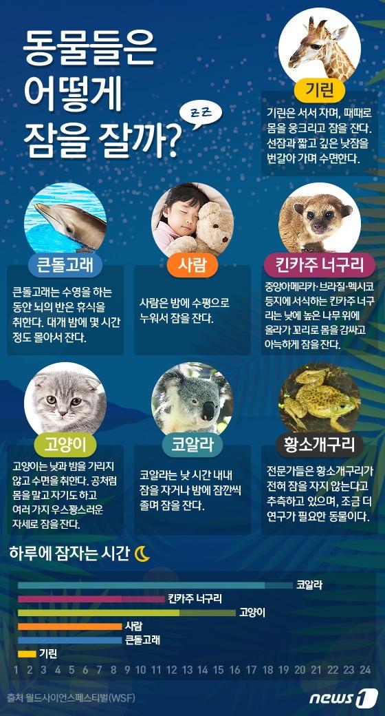 본문 이미지 - ⓒ News1 이은주 디자이너