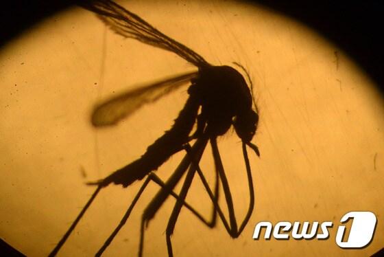 본문 이미지 - 지카 바이러스를 전염하는 이집트숲모기. ⓒ AFP=뉴스1