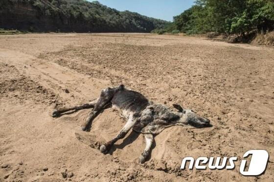 본문 이미지 - 남아프리카공화국 북서부 지역의 극심한 가뭄에 소들이 떼죽음을 당했다. ⓒAFP= News1