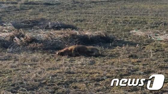 본문 이미지 - 포획된 멧돼지 (뉴스1 사진자료)2020.2.7/뉴스1 ⓒ News1 