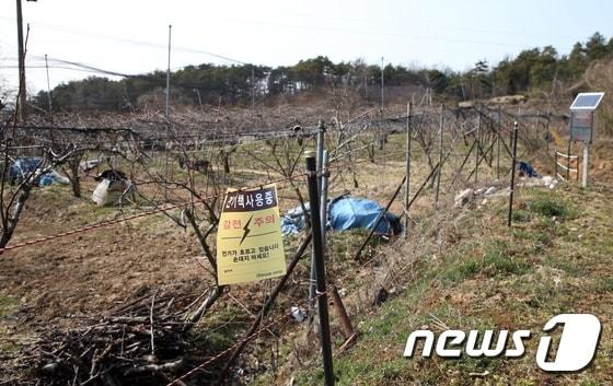 본문 이미지 - 유해야생동물 피해 예방을 위해 농가에 설치된 전기울타리/(사진은 기사 내용과 무관함)  사진제공=완주군 ⓒ 뉴스1 박효익 기자