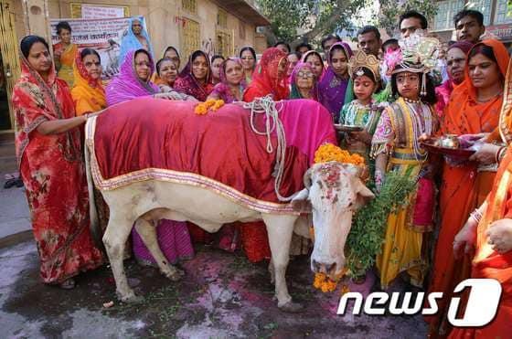 본문 이미지 - 인도의 힌두교도들이 고 푸자(소 숭배) 의식을 벌이기 위해 힌두신 크리슈나와 연인 라다 복장을 하고 모여 있다. ⓒ AFP=뉴스1