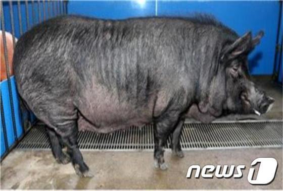 본문 이미지 - 제주 흑돼지/ ⓒ News1 DB