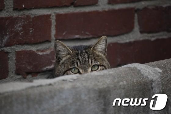 본문 이미지 - 길고양이. (최인기 사진작가 제공) ⓒ News1