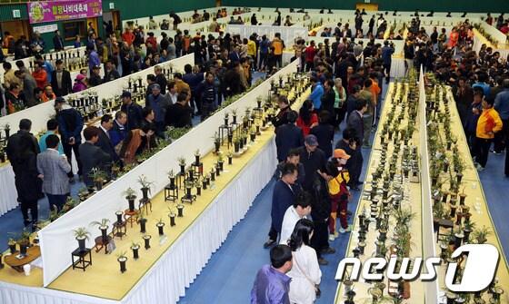 본문 이미지 - 2015 대한민국 난 명품 대제전 모습(광주시 제공) ⓒ News1