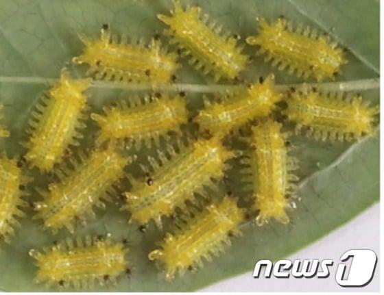 본문 이미지 - 블루베리 쐐기벌레.(전남도농업기술원 제공) 2016.3.24ⓒ News1